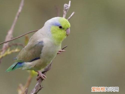 太平洋鹦鹉怎么样,太平洋鹦鹉缺点