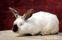 加利福尼亚兔价值多少，加利福尼亚兔子图片