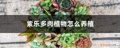 紫乐多肉好养活吗 紫乐多肉植物怎么养殖