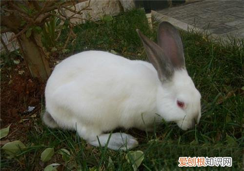 加利福尼亚兔饲养方式，比利时兔笼养