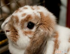 宾尼垂耳兔种类，如何辨别垂耳兔的品种
