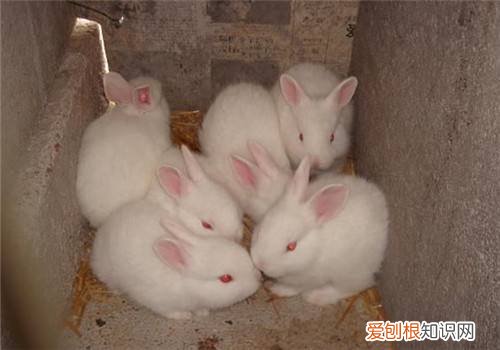 哈尔滨大白兔价格，哈尔滨大白兔养殖基地