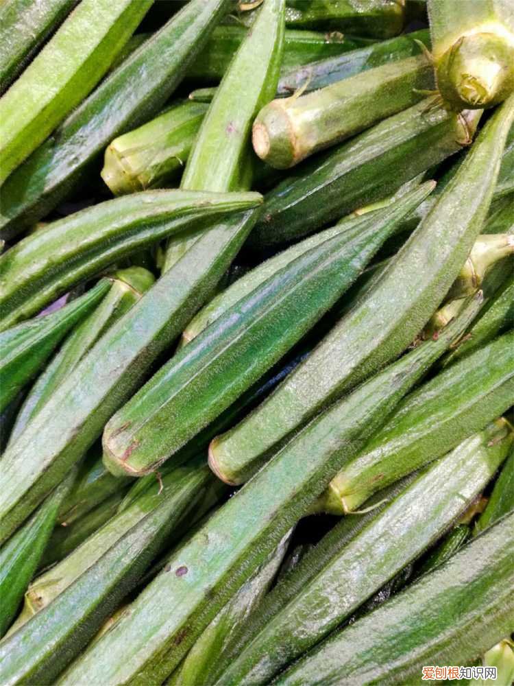 秋葵什么时间栽 秋葵的栽培时间和技术