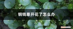铜钱草怎么会开花呢 铜钱草开花了怎么办