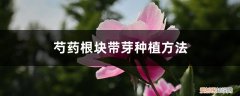 芍药根块带芽种植方法视频 芍药根块带芽种植方法