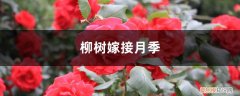 柳树能不能嫁接月季 柳树嫁接月季的方法