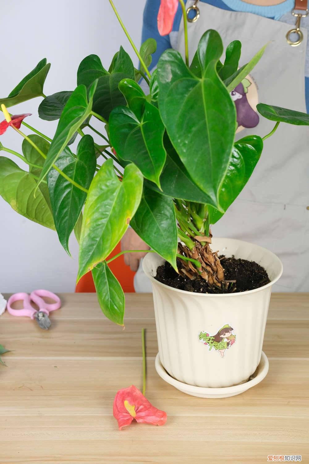 自制红掌肥料视频 自制红掌肥料