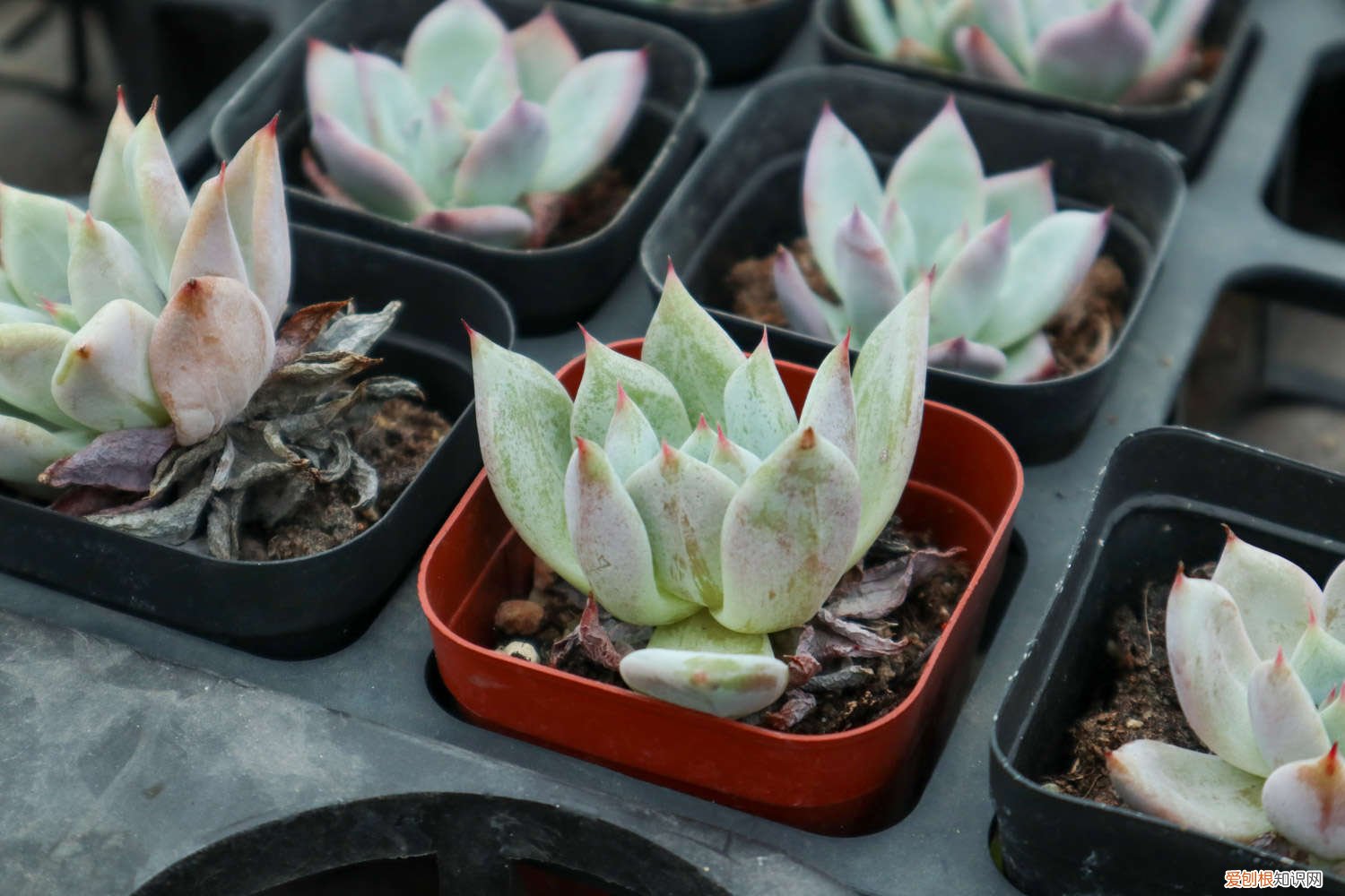 劳尔多肉怎么养透 劳尔多肉怎么养