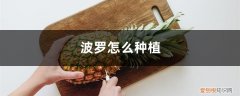 菠萝怎么种植盆栽 菠萝怎么种植