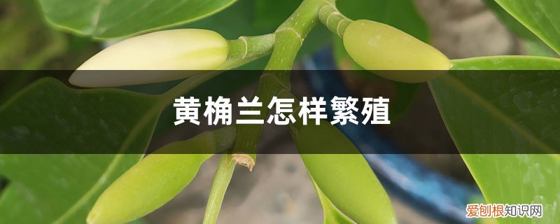 黄桷兰盆栽 黄桷兰怎样繁殖