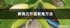 黄桷兰插枝栽种 黄桷兰扦插繁殖方法