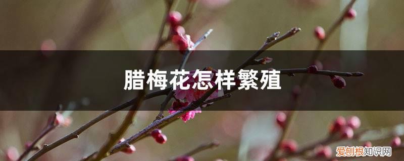 腊梅花怎样繁殖的 腊梅花怎样繁殖