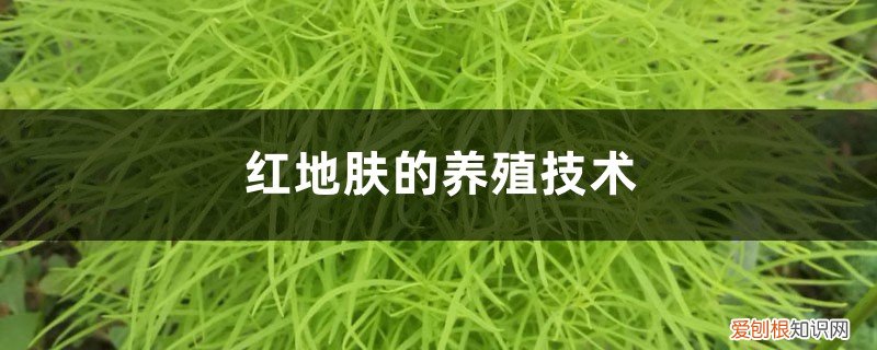红叶地肤种子种植方法 红地肤的养殖技术
