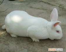 哈白兔饲养条件，哈白兔长得什么样子