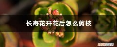 长寿花开花后怎么剪枝 长寿花开花后怎么剪枝