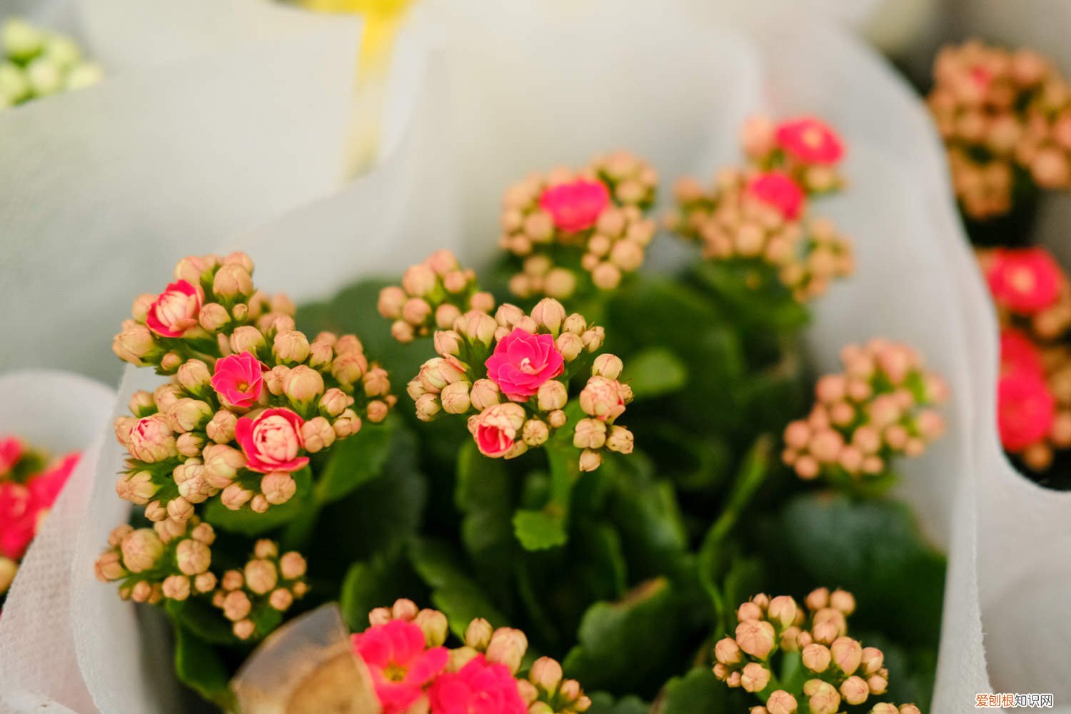 长寿花开花后怎么剪枝 长寿花开花后怎么剪枝