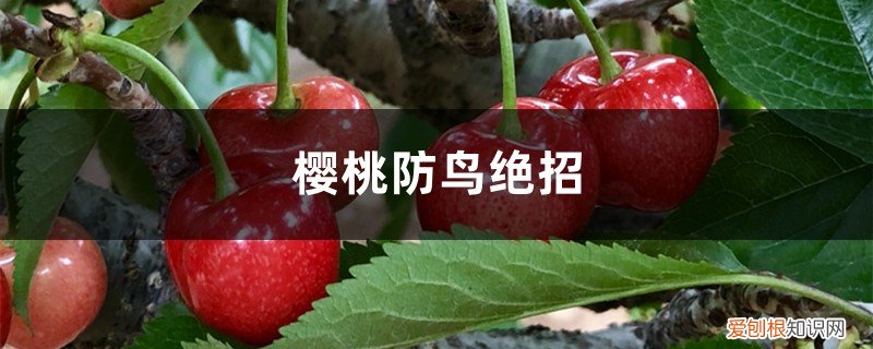 樱桃园防鸟的有效方法 樱桃防鸟绝招