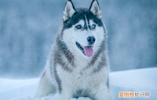 雪橇三傻是哪几个狗 雪橇犬三傻是哪三傻