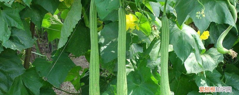 丝瓜压蔓的好处 丝瓜如何压蔓
