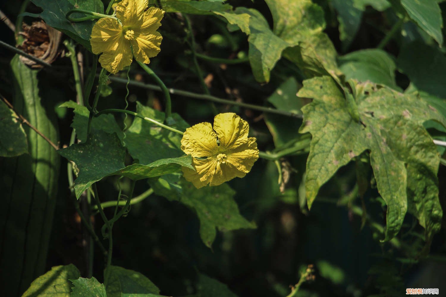 丝瓜压蔓的好处 丝瓜如何压蔓