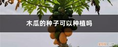 木瓜的种子可以种植吗视频 木瓜的种子可以种植吗