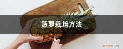 菠萝怎么栽培的种植技术 菠萝栽培方法