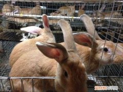 福建黄兔可以作宠物吗，福建黄兔养殖技术