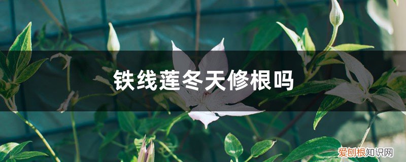 铁线莲的根用修剪吗 铁线莲冬天修根吗