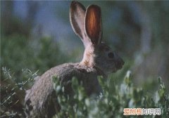 塔里木兔的寿命，塔里木兔是保护动物吗
