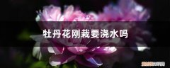 牡丹花开花的时候能浇水吗 牡丹花刚栽要浇水吗