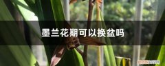 墨兰花期可以换盆吗怎么养 墨兰花期可以换盆吗