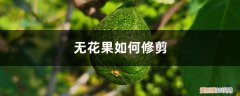 无花果如何修剪? 无花果如何修剪