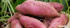 红薯如何育苗 怎么育红薯苗