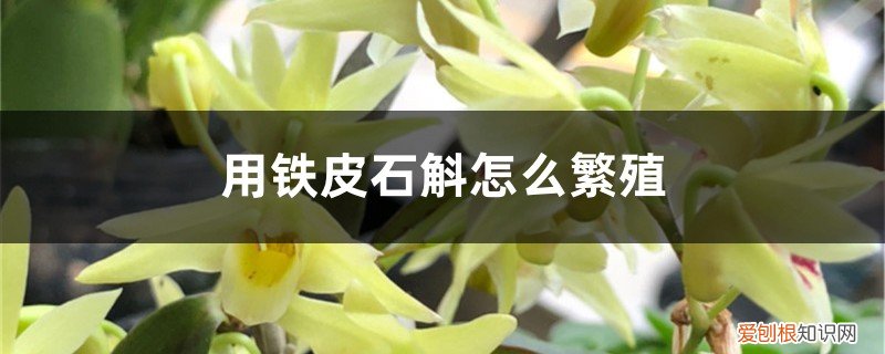 铁皮石斛怎么繁殖快 用铁皮石斛怎么繁殖