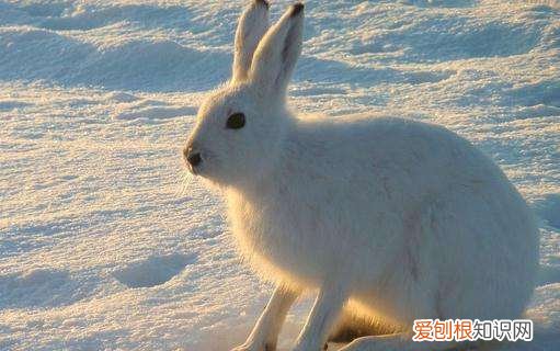 塔里木兔是几级保护动物，草兔几级保护动物