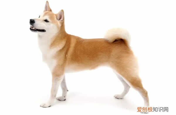 渴望狗粮是什么档次 渴望狗粮什么味道