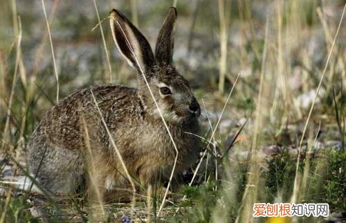 塔里木兔能人工饲养吗，塔里木兔能人工饲养吗
