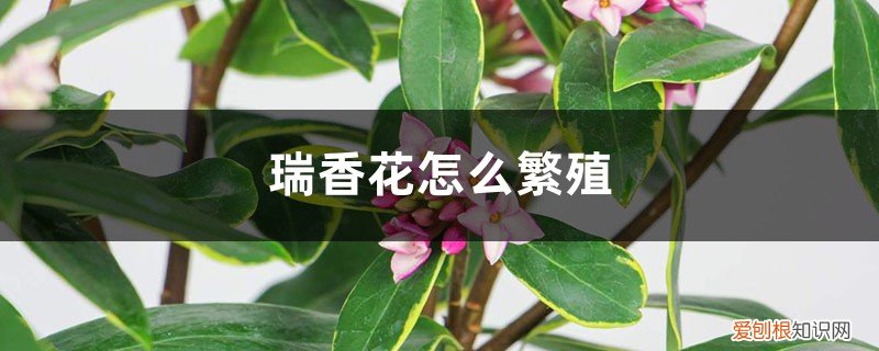 瑞香花怎么繁殖后代 瑞香花怎么繁殖