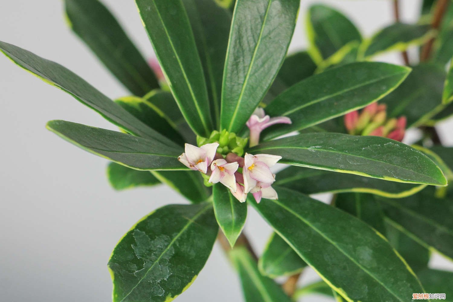 瑞香花怎么繁殖后代 瑞香花怎么繁殖