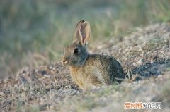 沙漠棉尾兔聪明吗，棉尾巴兔子