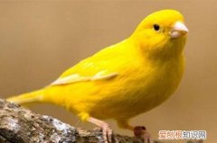 黄玉鸟繁殖方法，黄鸟能跟玉鸟杂交图片