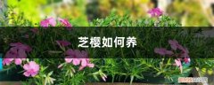 芝樱花好养吗 芝樱如何养