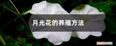 月光花种植 月光花的养殖方法