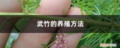 武竹的养殖方法图片 武竹的养殖方法