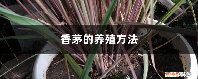 香茅草的养殖方法 香茅的养殖方法