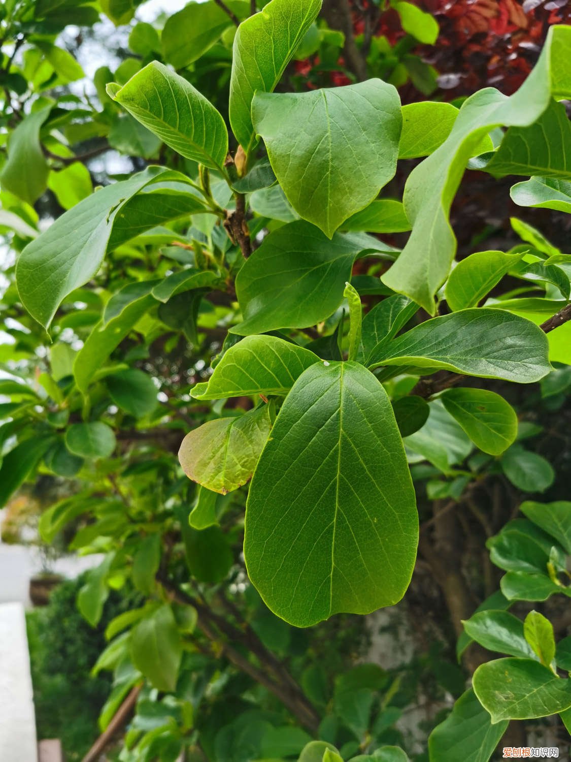 玉兰花如何养才能开花 玉兰花如何养