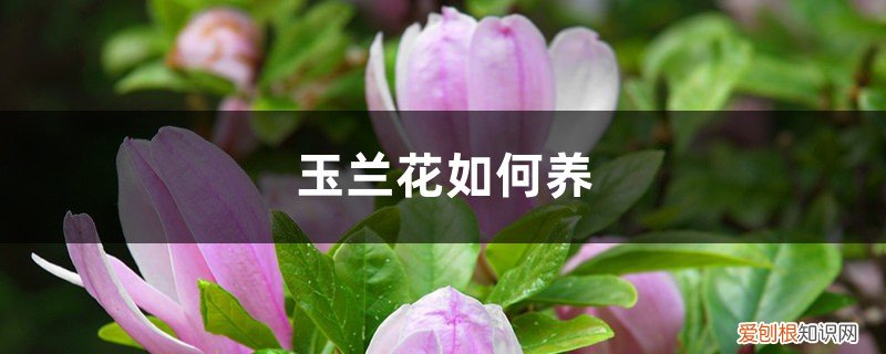 玉兰花如何养才能开花 玉兰花如何养