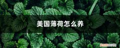 美国薄荷怎么养的 美国薄荷怎么养