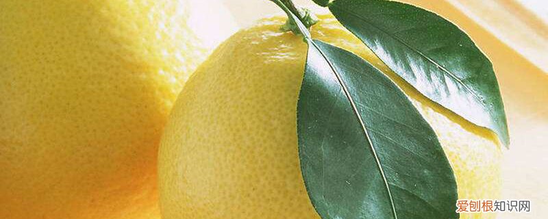 柚子的种植与管理技术盆栽 柚子的养殖方法