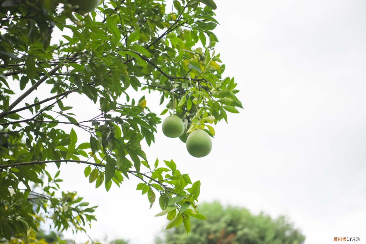 柚子的种植与管理技术盆栽 柚子的养殖方法